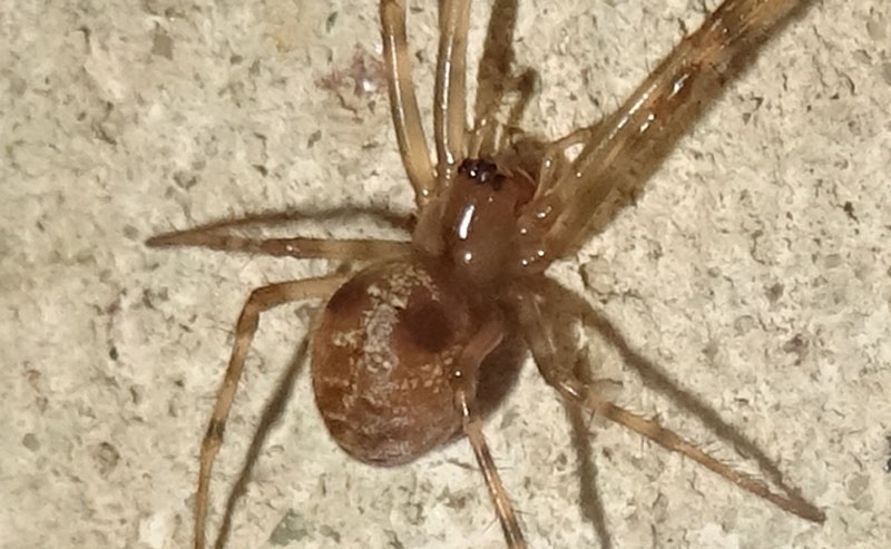 Metellina sp. - Romagnano (TN)